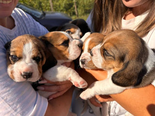 Cățeluși de Beagle(rasă pură)