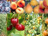 Pomi  fructiferi :prun ,persic,cais ,mar ,nectarine ,gutui,prasad foto 1