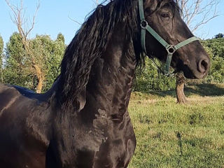 Armasar Friesian la monta. foto 7