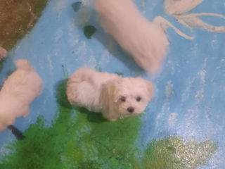 Vind bichon Maltez  фото 3