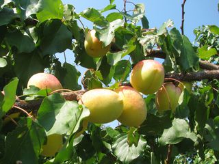 Pomi fructiferi -cais (abrikos ) Nadejda ,( ананасовый ) ,Big Red  ... foto 5