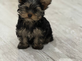 Yorkshire Terrier