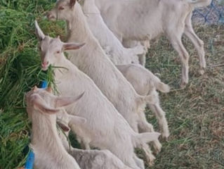 De vânzare: Capre și iedițe Saanen – rasă pură, lapte din belșug фото 2