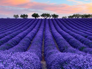 Лаванда - levănțică (lavandula angustifolia)