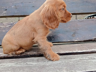 Cocherspaniel foto 2