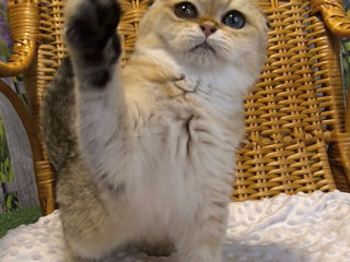 Scottish fold golden foto 4