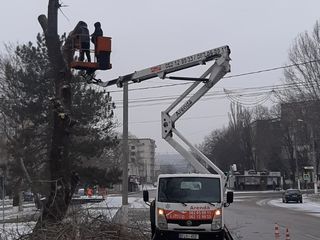 Taierea/defrisarea/aranjarea copacilor, amenajarea coroanei! Avem in dotare mașini Autoturn!