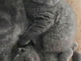 Scottish Fold foto 3