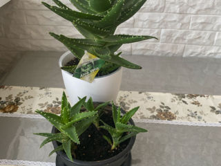 Aloe vera