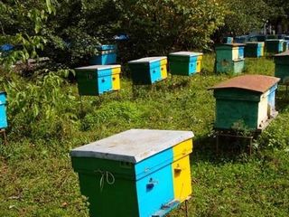 Vind 30 familii de albine cu stup.
