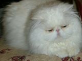 Красивый персидский кот(американские крови) приглашает девочку на вязку! foto 7