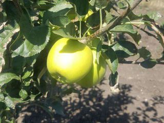 Продам сад с яблоками , саду 4 года, дает урожай уже, 1 ha, в селе Каракушений Векь foto 1