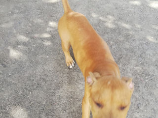 PittBull foto 1