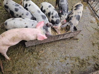 Vând Porci de carne aften Fălesti foto 6