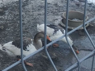 Spre vânzare gâște foto 3