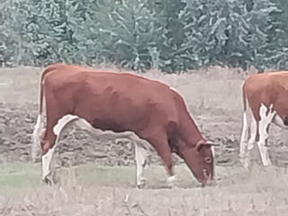 Vind vaca de origine Holștăin foto 7