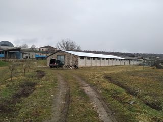 Călărași, construcție agricolă cu teren 30 ari foto 8