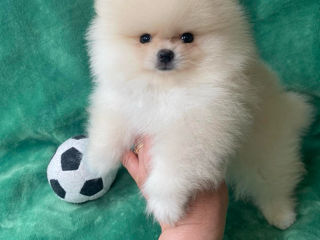 Pomeranian spitz foto 2