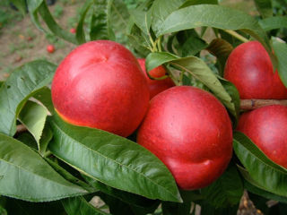 Pomi de persic soiul Redhaven ( Персик "Редхейвен" ) și alte specii  ... foto 2
