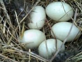 Гусиные яйца для инкубации. foto 1