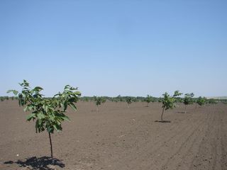 Anenii Noi 50 Ha teren agricol foto 4