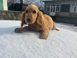 Cocker spaniel