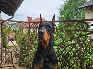 Doberman  foto 9