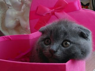 Scottish fold кошечка 2,5 месяцев foto 5