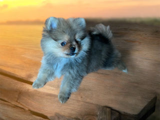 Pomeranian