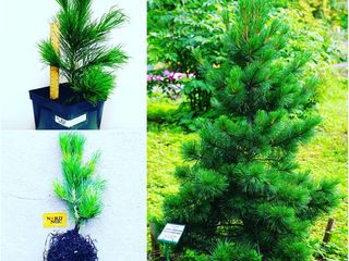Кедр сибирский (Pinus sibirica) foto 1