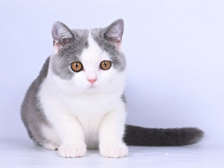 Pisoii British Shorthair foto 8