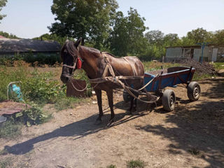 Iapă cu căruța foto 3