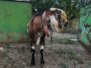 Vând țap de rasa Anglo Nubian foto 5