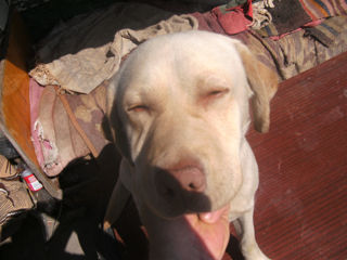 labrador foto 4