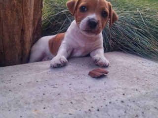 Vând câinișori Jack Russel Terrier, au 2 luni, vaccinați, foarte drăgălași și jucăuși.