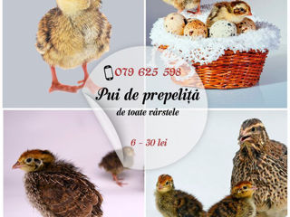 Ati hotarat sa cresteti prepelite? noi va ajutam!!! foto 1