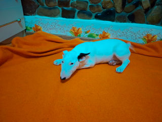 Bull Terrier foto 3