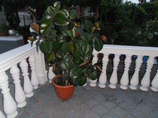 vind Ficus foto 1