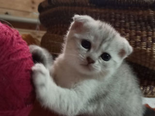 Scottish fold chinchilla