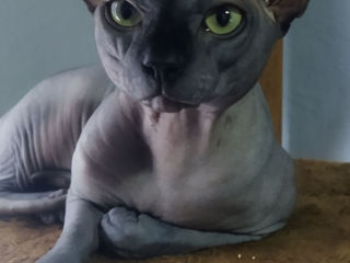 sphynx canadian foto 6