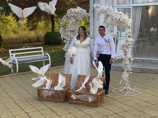 Porumbei pentru nunti, ceremonii foto 9