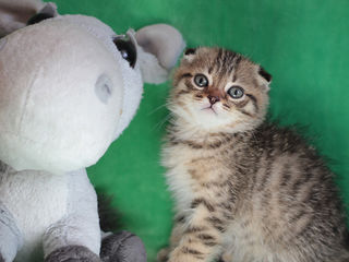 Нежные мурлыки.2 luni. Scottish Fold Mramor Fata. Rasa pura foto 2