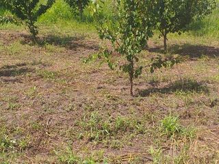 Se vinde  casa in raionul Ungheni satul Untesti foto 2