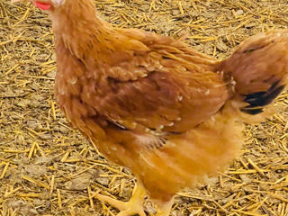Vind pui unguresc, продам цыплят венгерки foto 3