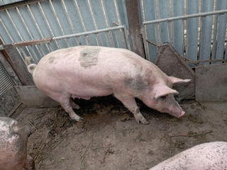 Vând porc de casă (180-200kg)