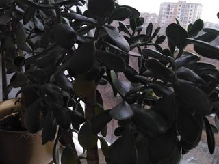 Комнатные цветы, Ботаника фото 5