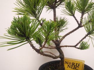 Сосна горная Карстен Винтерголд (Pinus mugo Carsten Wintergold) foto 2