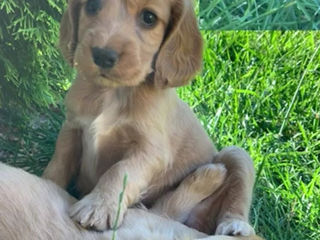 Koker spaniel