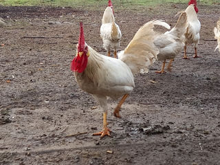 Leghorn foto 3