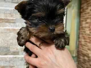 Yorkshire terrier la vânzare/ Йоркширский терьер на продажу foto 5